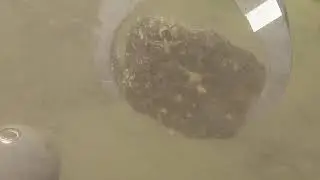 ROV Hercules Dive NA124 H1846 2020 11 04 18 54 25 487 UTC 3 W1