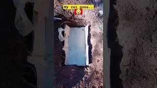 My Cat Gone ..😭😭#Cat #cats #shortvideo
