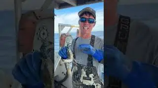 Крабовый ларек скоро закроется!