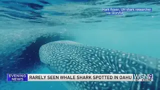 Video shows rarely-seen 30-foot whale shark feeding in Hawaiian waters