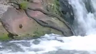Cobras Pescando, Snakes Fishing Waterfall