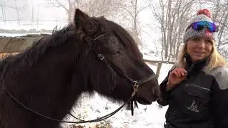 Ilse Bekker-Maassen et ses chevaux islandais adeptes de ski joering !