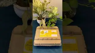 Fresho Eggs #unboxing #egg #bigbasket #eggtray #omelette #foodlover #shorts