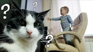Почему именно я, а не другие коты?