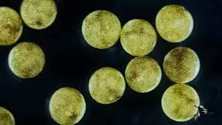 Xenopus laevis synchronous embryonic development single cell stage to tailbud stage, several embryos