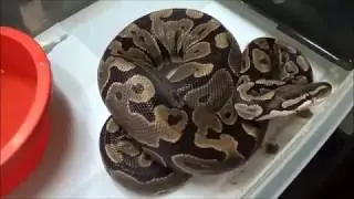 Snake ovulation