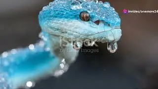 Exploring Equatorial Guinea's Wildlife: An Introduction #animal2024 #wildlife