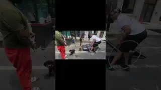 Agility dog training