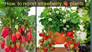 How to report Strawberry 🍓  plant's.. from heavy fruiting