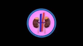 3d Human Kidneys organ icon isolated on black background stock footage | stock video | Cinefootage