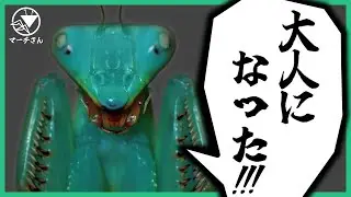 【危険】ムネアカハラビロカマキリが羽化！～急に凶暴になるカマキリ達～