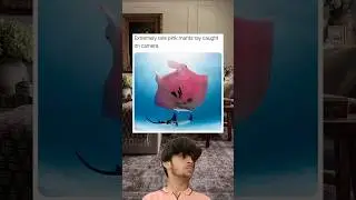Extremely rate pink manta ray caught first time on camera 📸