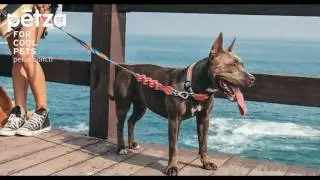 Zee.Dog Kedi Tasmaları - Zee.Dog K&ouml;pek Tasmaları. www.petza.com.tr