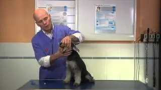 Comment donner un m&eacute;dicament &agrave; son chien ?