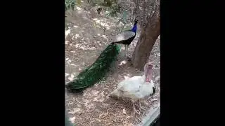 Kanpur Zoo animals documentary 🐵🐻🦁🐺🐶🦓🦌🦖🦕🐍🦏🦒🦆🐦🐠🐡