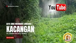 Menanam Kacangan (Mucuna bracteata) di Lahan Kelapa Sawit || efektif membasmi gulma  #mariberkebun