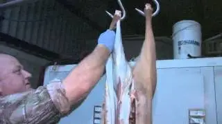 How to Skin a Roe deer