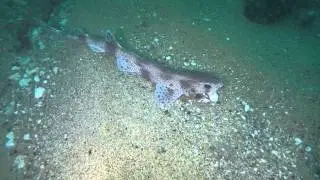 Chesil Beach Marine Life - Lesser Spotted Catshark (Dogfish)