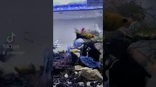 Dwarf Gourami Feeding