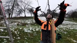 Pflanzschnitt Kernobst