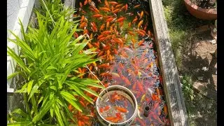 12 hours goldfish relaxing real outdoor fishponds live stream