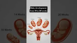Baby Development from 10 to 20 Weeks | Fetal Growth Explained (3D) #pregnancy #development #shorts
