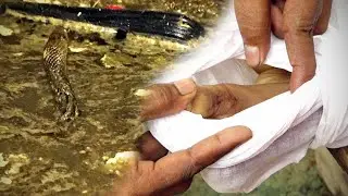 इस गांव में हुआ बड़ा हादसा कोबरा सांप के काटने से हुई 15 साल किशोरी की मौत के बाद कैसे क्या हुआ।