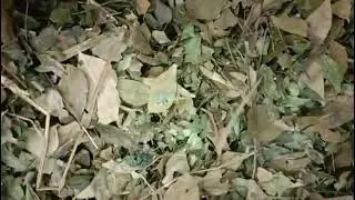 SAI HERBS Horny Goat Weed (Epimedium grandiflorum) | Herb for Energy & Vitality| Call +91-9877296488