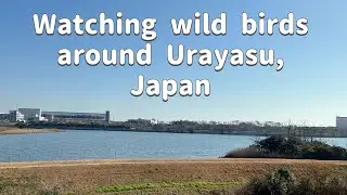A Peaceful Birdwatching Walk Around Urayasu, Japan