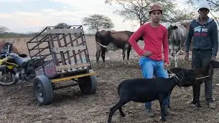 GRAÇAS A DEUS VENDI UM CASAL DE BERGANES PRA FORTALEZA FOMOS LEVA NA FAZENDA ESTADO VELHO DE LÁ VIAJ