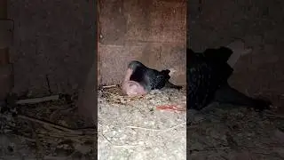 baby white pigeon || baby pigeon grow up || short video kabotar|