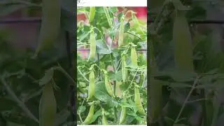 pea farming | pea harvesting | mattar harvesting | matter farming #peafarming #kisaanwallah
