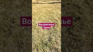 воскресенье трава #moscowlife #city #новости #москва #moscow #сегодня #citylife #today #citylovers