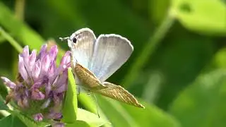 Long-tailed Blue Butterfly Visits Red Clover Flowers for Nectar