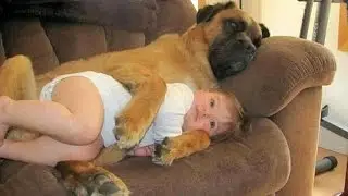Cute Funny Dogs with Babies | Funny Animals Videos Compilation 2017 Try Not to Laugh Chllenge
