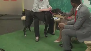 Ready Pet GO! Greyhound Adoption of Ohio visits 3News