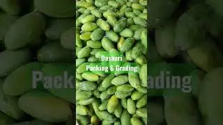 #dasheri #grading #packing