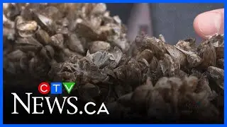 Province boosts fight against invasive species