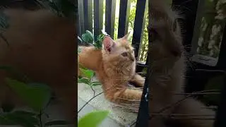 Simba Si Raja Pagar 🦁#fau-chan #simba