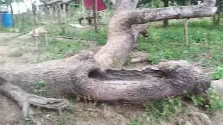 Preggy mamagoat climbing tree is dangerous go down please #goat #goatfarmlife #goatlandfarm #animals