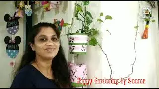 ZZ Plant (Zamioculcas zamiifolia), Zamia Palm - Care & Info | Indoor Plant