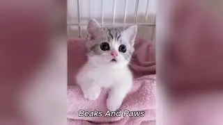 Cute Cats Doing Funny Things That Instantly Melt Your Heart