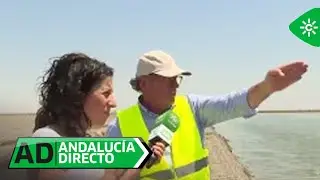 Andalucía Directo | El cultivo de arroz regresa a las marismas del Guadalquivir