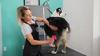 How to Slicker Brush Your Dog to Keep A Healthy Coat: Grooming Tips for Pet Lovers