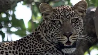 LET'S HELP ANIMALS! -Brian's Art for Animals YouTube Trailer