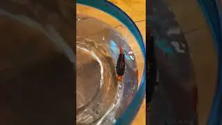 Surprising my girlfriend with a robot fish #shorts