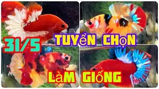 Đợt c&aacute; Betta 31/5🌈🍀Multicolor + Nemo Classic + Yellow Galaxy + Red Fancy Star| Tuyển chọn đặc biệt