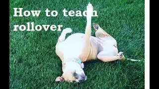 How to Teach Your Dog  Rollover