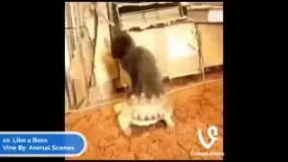 #Best New Vines Compilation January 2014
