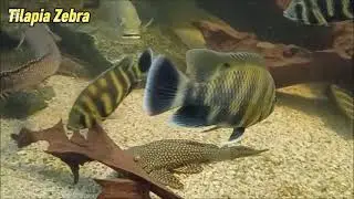 Tilapia Zebra (Heterotilapia buttikoferi) - z cyklu Atlas Ryb Akwariowych